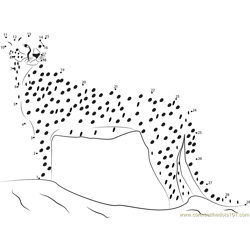 Cheetah Attacks Dot to Dot Worksheet