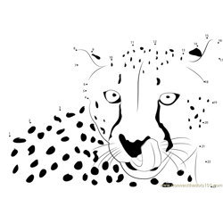 Cheetah Face Dot to Dot Worksheet