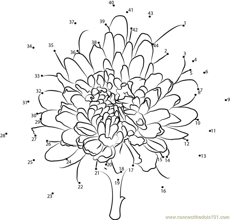 chrysanthemum-dot-to-dot-printable-worksheet-connect-the-dots