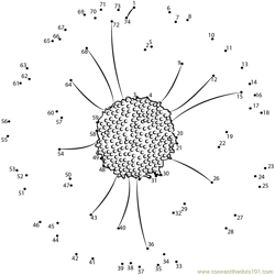 Chrysanthemum Flower Dot to Dot Worksheet