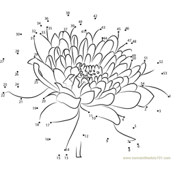 Chrysanthemum Dot to Dot Worksheet