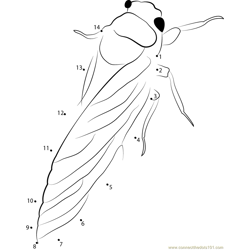 Cicada Adult DUKE Dot to Dot Worksheet