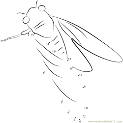 Cicada See Dot to Dot Worksheet