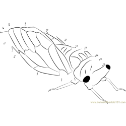 Cicada Dot to Dot Worksheet