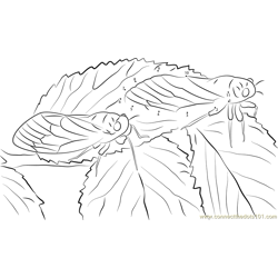 Cicadas on Leaf Dot to Dot Worksheet