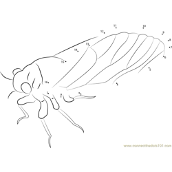 Red and Black Cicada Dot to Dot Worksheet
