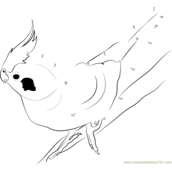 The Difference Colors of Cockatiels Dot to Dot Worksheet