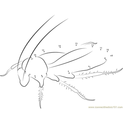 Red Cockroach Dot to Dot Worksheet