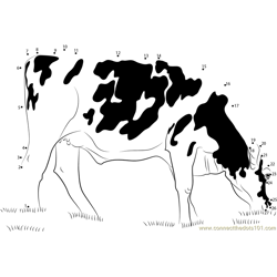 Holstein Dairy Cows Eating Dot to Dot Worksheet