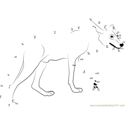 California Valley Coyote Dot to Dot Worksheet