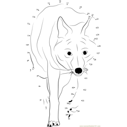 Coyote Down Dot to Dot Worksheet