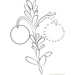 Cranberry on Plant Dot to Dot Worksheet