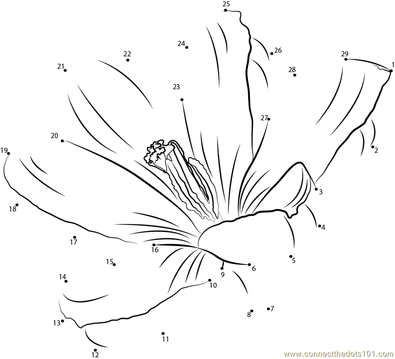 Crocus Flower
