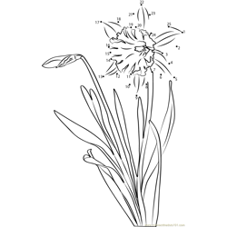 Daffodil Flowers Dot to Dot Worksheet
