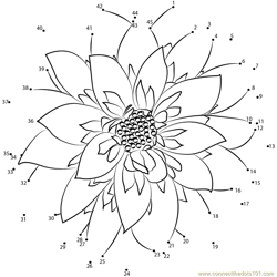 Dahlia Flower Dot to Dot Worksheet