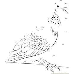Black Spotted Dove Bird Dot to Dot Worksheet