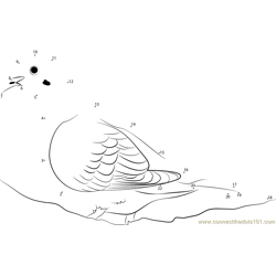 Male Mourning Dove Dot to Dot Worksheet