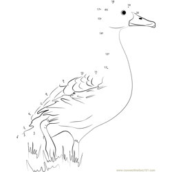 Fulvous Whistling Duck Standing On His Leg Dot to Dot Worksheet