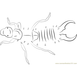 Insects Earwig Dot to Dot Worksheet