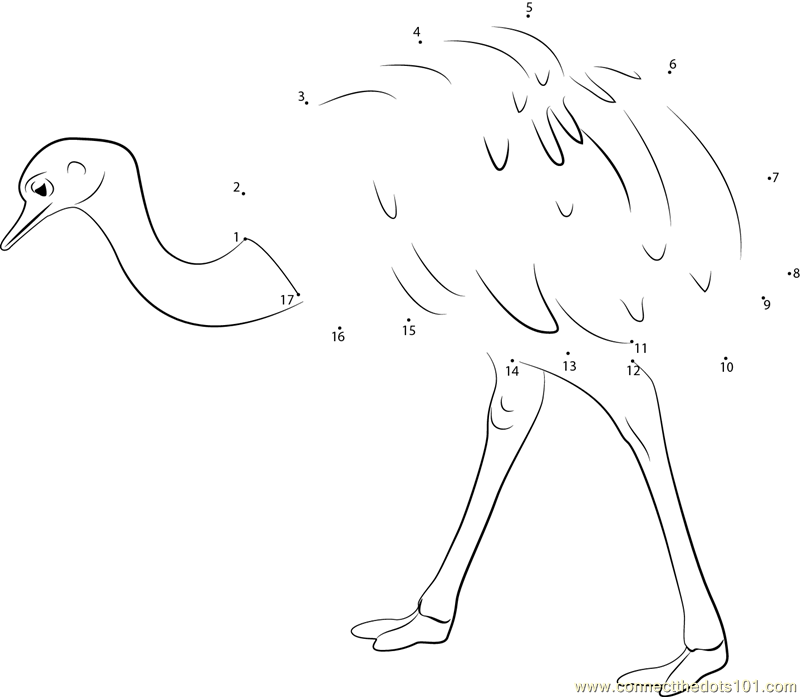 Emu Bird Walk