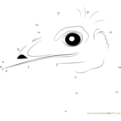 Emu Bird Head Dot to Dot Worksheet