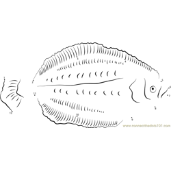 Fringed Flounder Fish Dot to Dot Worksheet
