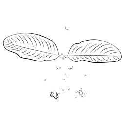 Guava Fruit Growth Stages Dot to Dot Worksheet