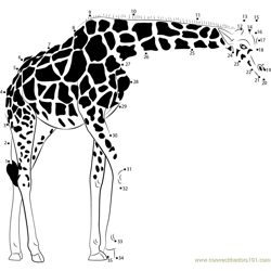 Masai Giraffe Dot to Dot Worksheet