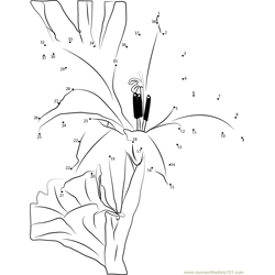 Gladiolus Dot to Dot Worksheet