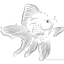 Oranda Goldfish Dot to Dot Worksheet