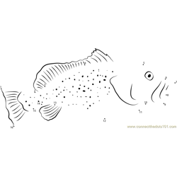 Grouper fish Dot to Dot Worksheet
