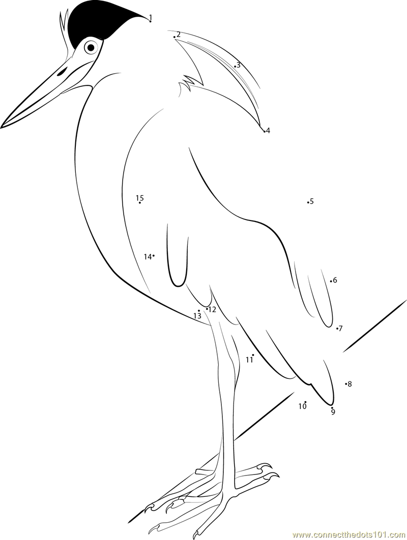 Capped Heron