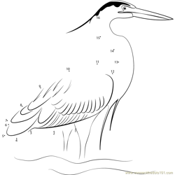 Bittern Dot to Dot Worksheet
