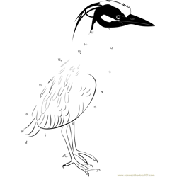 Yellow Crowned Night Heron Dot to Dot Worksheet