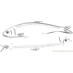 Herring Fish in North America Dot to Dot Worksheet