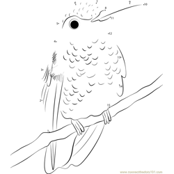 A Little Beauty Hummingbird Dot to Dot Worksheet