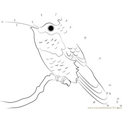 Allen's Hummingbird Dot to Dot Worksheet