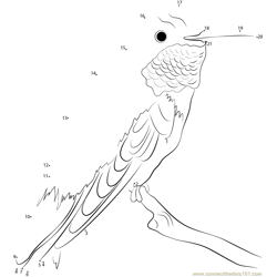 Broad Tailed Hummingbird Dot to Dot Worksheet