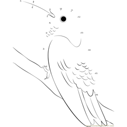 Pretty Hummingbird Dot to Dot Worksheet