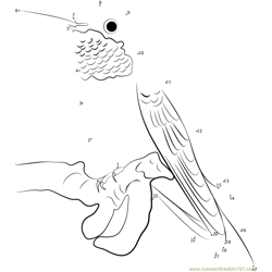 Rufous Hummingbird Dot to Dot Worksheet