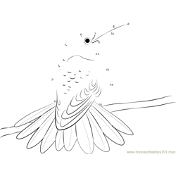 Rufous Tailed Hummingbird Dot to Dot Worksheet