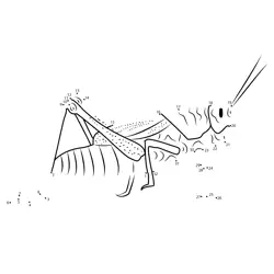 Leaping Grasshopper Sequence Dot to Dot Worksheet
