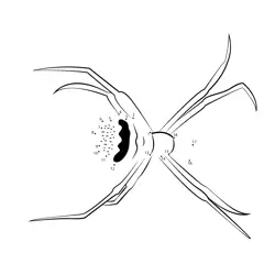 Spider Descending Web Dot to Dot Worksheet