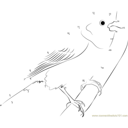 Most Beautiful Lark Bunting Bird Dot to Dot Worksheet