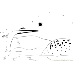 Common Loon Attacking Fish Dot to Dot Worksheet