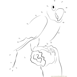 Agapornis Dot to Dot Worksheet