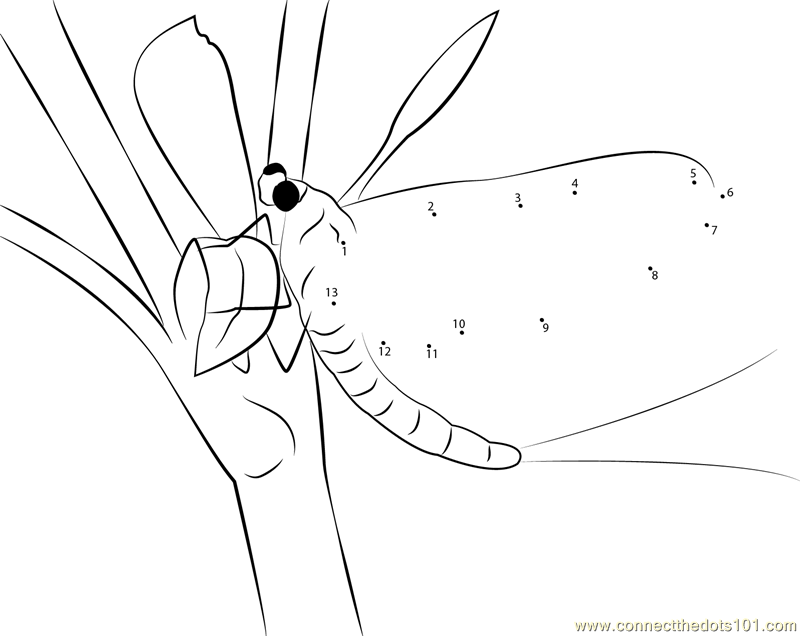 Male Mayfly