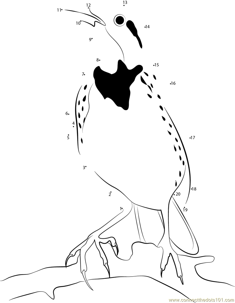 Long Tailed Meadowlark
