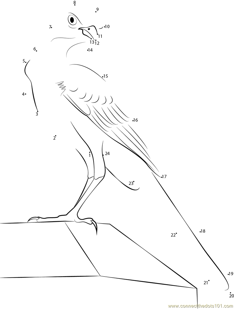 Mockingbird - Evergreen Nature Preserve