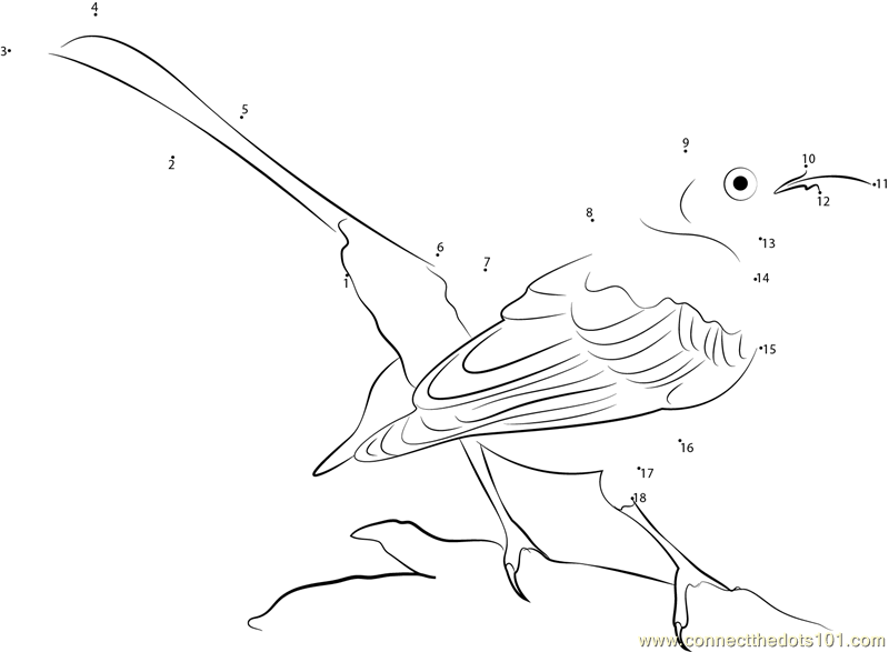 White-banded Mockingbird